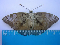Euthalia aconthea