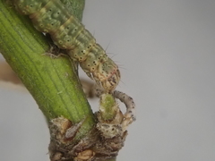 Orthenches chlorocoma