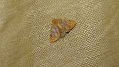 Eulepidotis caeruleilinea