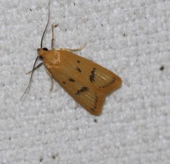 Eulechria subpunctella