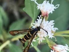 Synanthedon decipiens