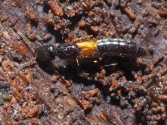 Nudobius lentus