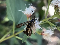 Synanthedon decipiens