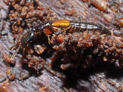 Nudobius lentus