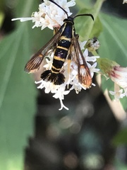 Synanthedon decipiens