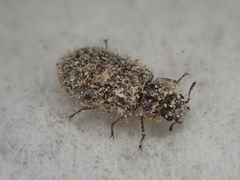 Grynoma