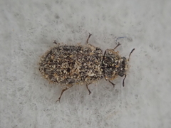 Grynoma