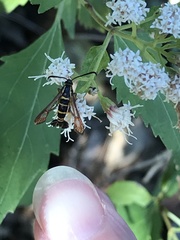 Synanthedon decipiens