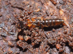 Nudobius lentus