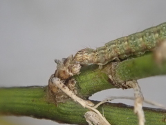 Orthenches chlorocoma