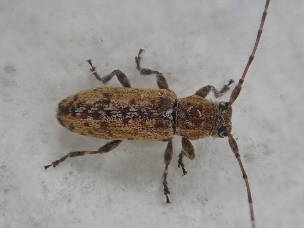 Stenellipsis longula