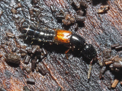 Nudobius lentus