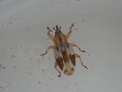 Peristoreus eustictus