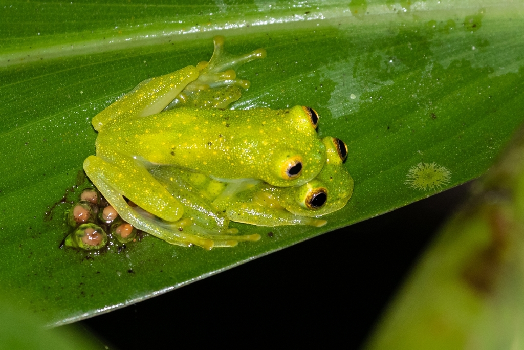 Fragile Glass Frog