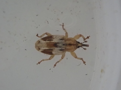 Peristoreus eustictus