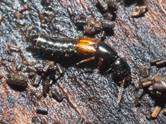 Nudobius lentus