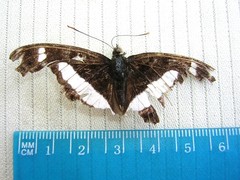 Parasarpa hollandi