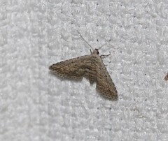 Araeopteron canescens