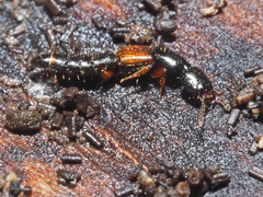 Nudobius lentus