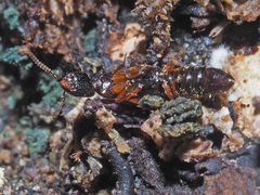Nudobius lentus