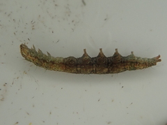 Orthenches chlorocoma