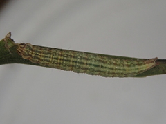 Orthenches chlorocoma