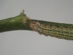 Orthenches chlorocoma