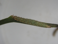 Orthenches chlorocoma