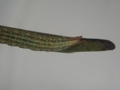 Orthenches chlorocoma