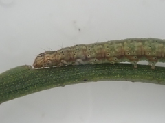 Orthenches chlorocoma