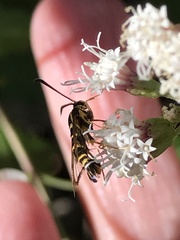Synanthedon decipiens