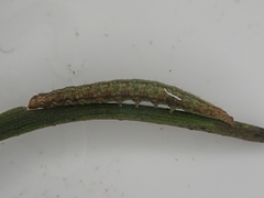 Orthenches chlorocoma