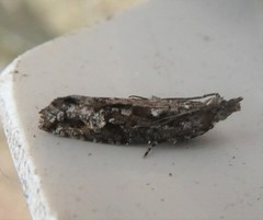 Strepsicrates ejectana