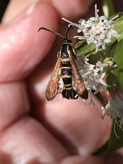 Synanthedon decipiens