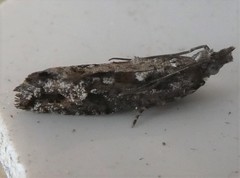 Strepsicrates ejectana