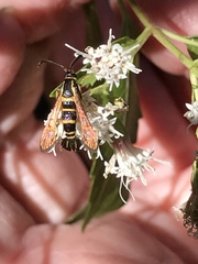 Synanthedon decipiens