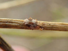 Peristoreus eustictus