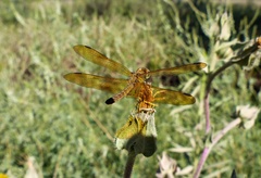 Perithemis icteroptera