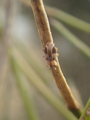 Peristoreus eustictus