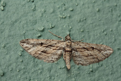 Eupithecia phoeniceata
