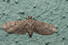 Eupithecia tenerifensis