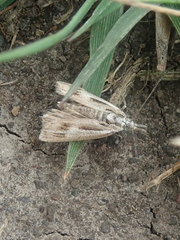 Orocrambus corruptus