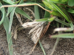 Orocrambus corruptus