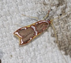 Barantola pulcherrima