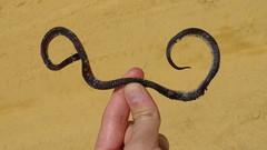 Atractus badius