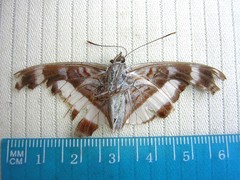 Parasarpa hollandi