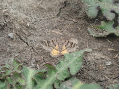 Arctesthes catapyrrha