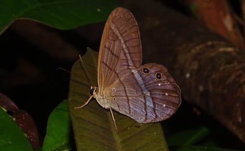Pierella astyoche (Erichson, 1848)