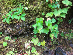 Heuchera glabra