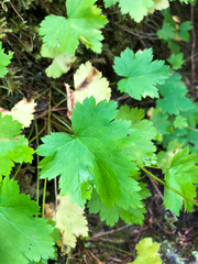 Heuchera glabra